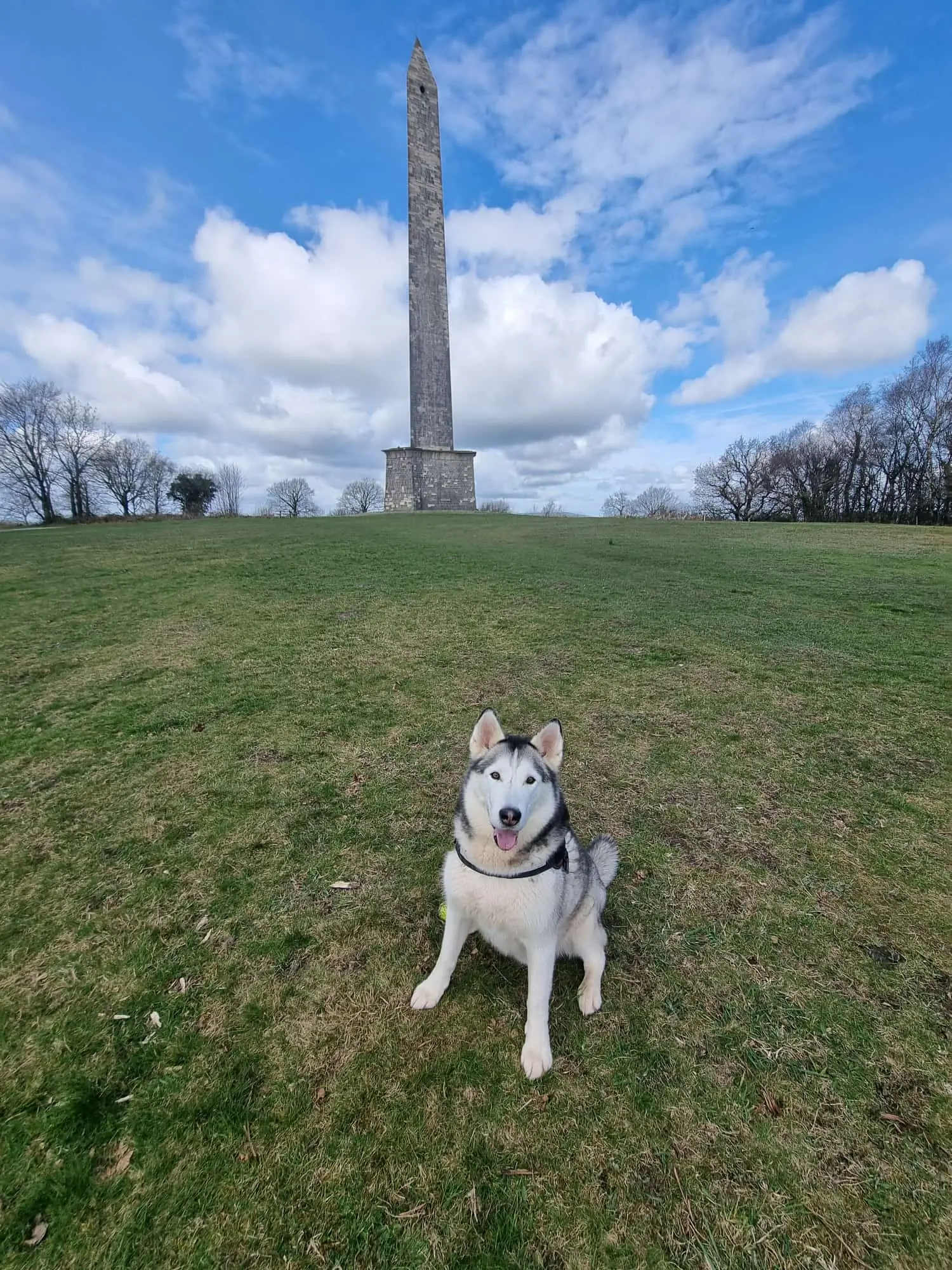 Ashley's Dog Walking - Husky - Wellington Monument' - Wellington Walks