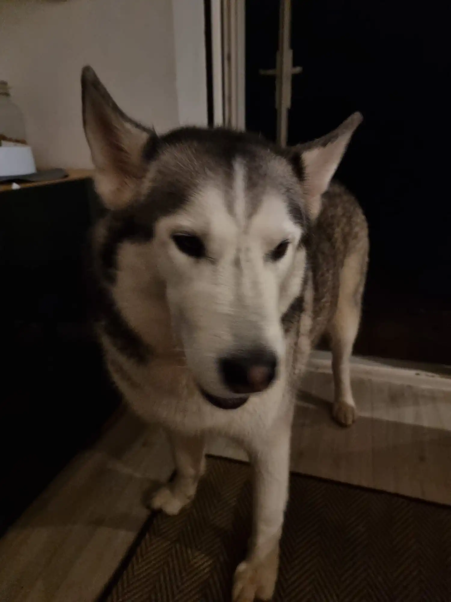 Walkies with lil Husky