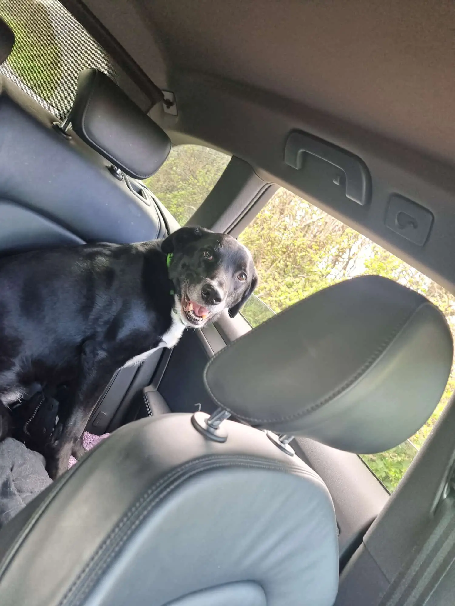 Leo in the car - Wellington Walks