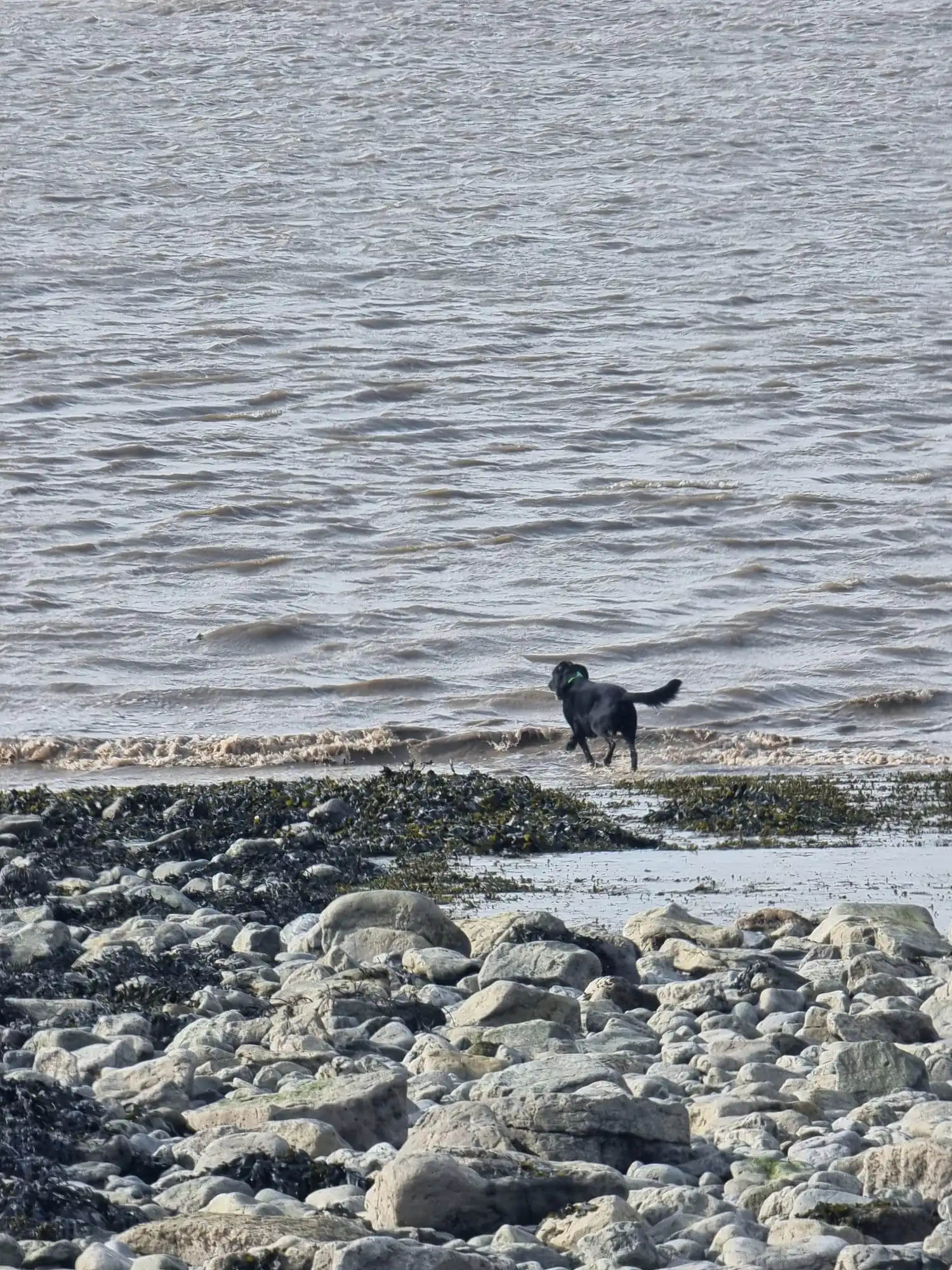 Leo by the sea - Wellington Walks